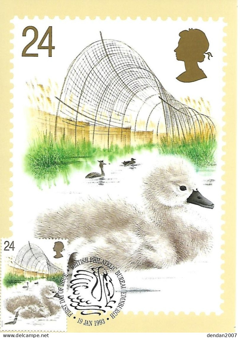 Great Britain - Maximum Card  - Mute Swan  -  Cygnus Olor	 (chick With Duck Decoy And Reed Bed) - Cygnes