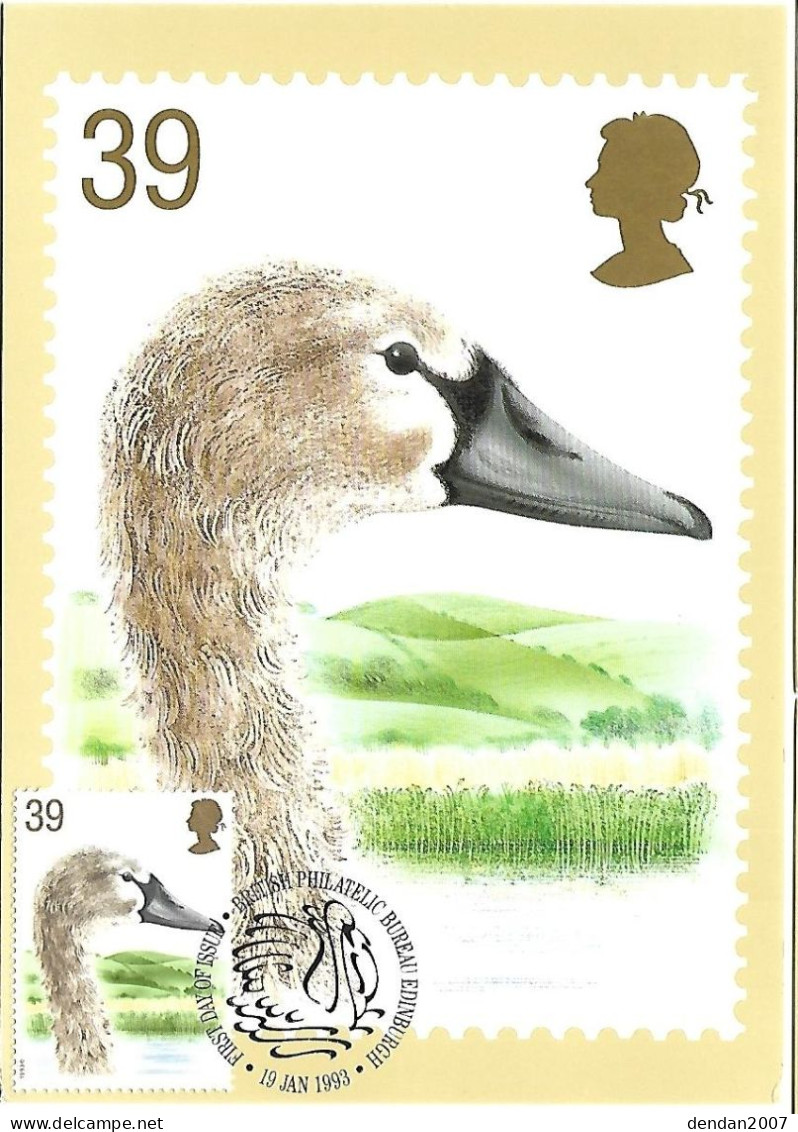 Great Britain - Maximum Card  - Mute Swan  -  Cygnus Olor	 (chick ) - Swans