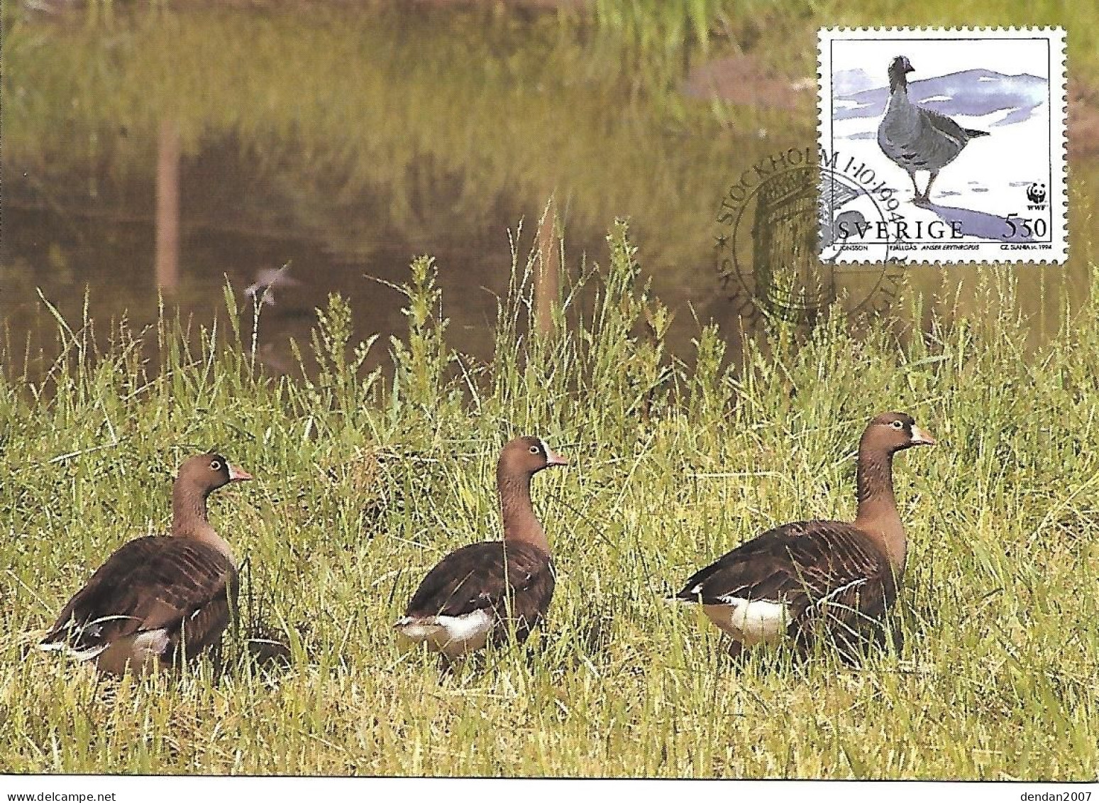 Sweden - Maximum Card 1994 :  Lesser White-fronted Goose  -  Anser Erythropus - Oies