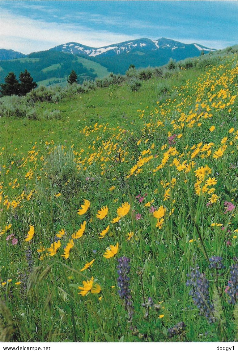 MT. WASHBURN, YELLOWSTONE NATIONAL PARK, WYOMING, UNITED STATES. UNUSED POSTCARD   Ae5 - Yellowstone