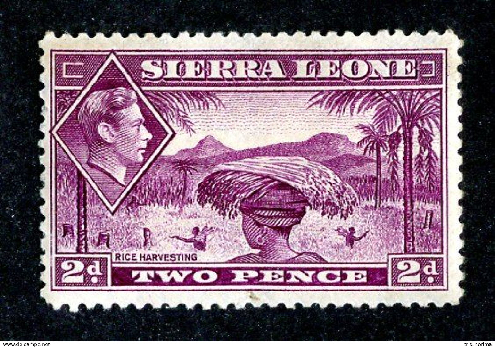 8203 BCXX 1941 Sierra Leone Scott # 176 MLH* Cv$24 - Sierra Leone (...-1960)