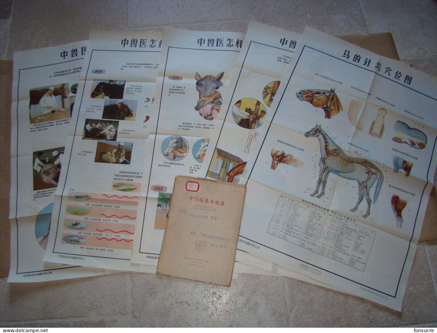 Rare Pochette De 5 Planches Anatomiques Points Méridiens Acupuncture Cheval Chevaux Médecine Chinoise - Chine 1965 - Materiaal En Toebehoren