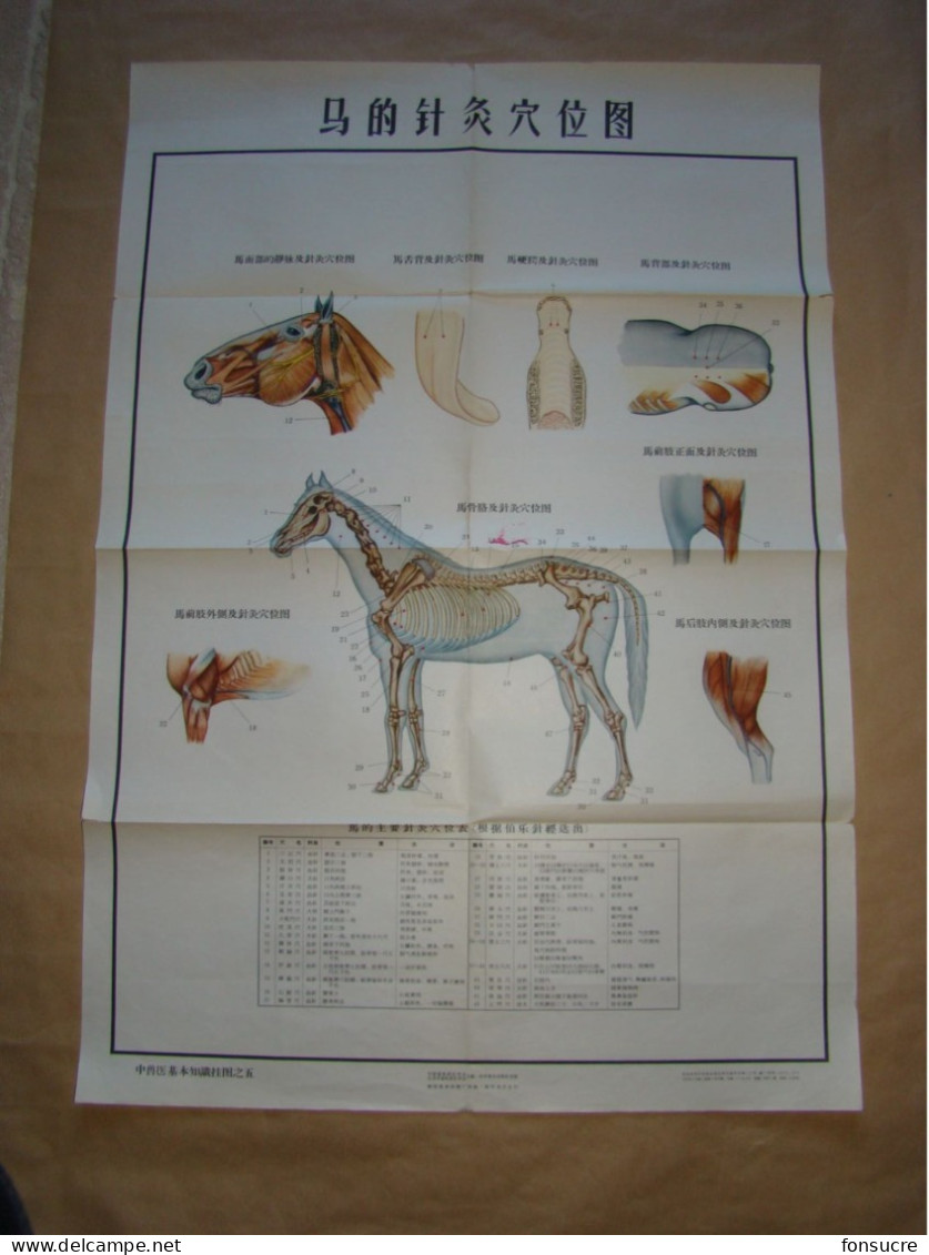 Rare Pochette De 5 Planches Anatomiques Points Méridiens Acupuncture Cheval Chevaux Médecine Chinoise - Chine 1965 - Materiaal En Toebehoren
