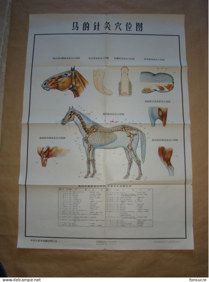 Rare Pochette De 5 Planches Anatomiques Points Méridiens Acupuncture Cheval Chevaux Médecine Chinoise - Chine 1965 - Supplies And Equipment