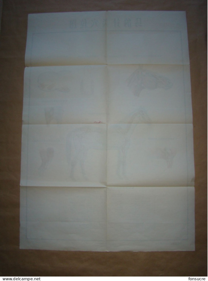 Rare Pochette De 5 Planches Anatomiques Points Méridiens Acupuncture Cheval Chevaux Médecine Chinoise - Chine 1965 - Material Und Zubehör