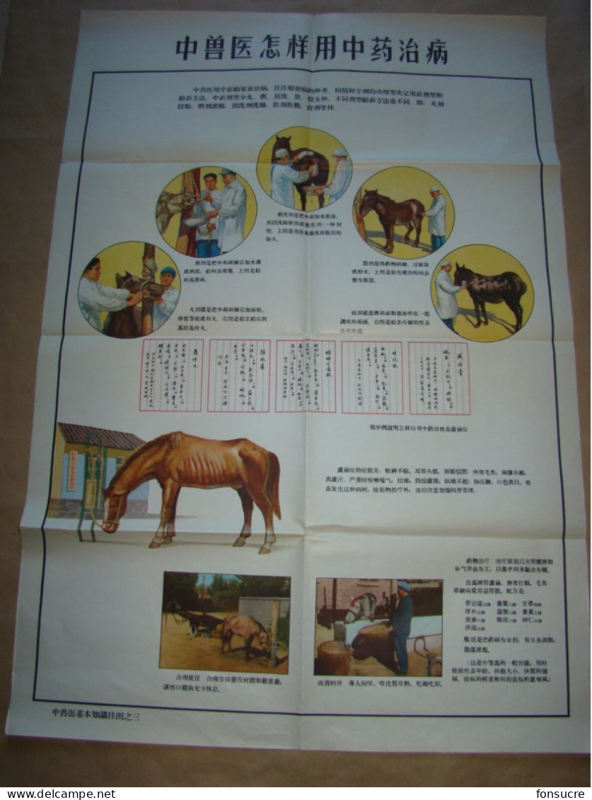 Rare Pochette De 5 Planches Anatomiques Points Méridiens Acupuncture Cheval Chevaux Médecine Chinoise - Chine 1965 - Materiaal En Toebehoren