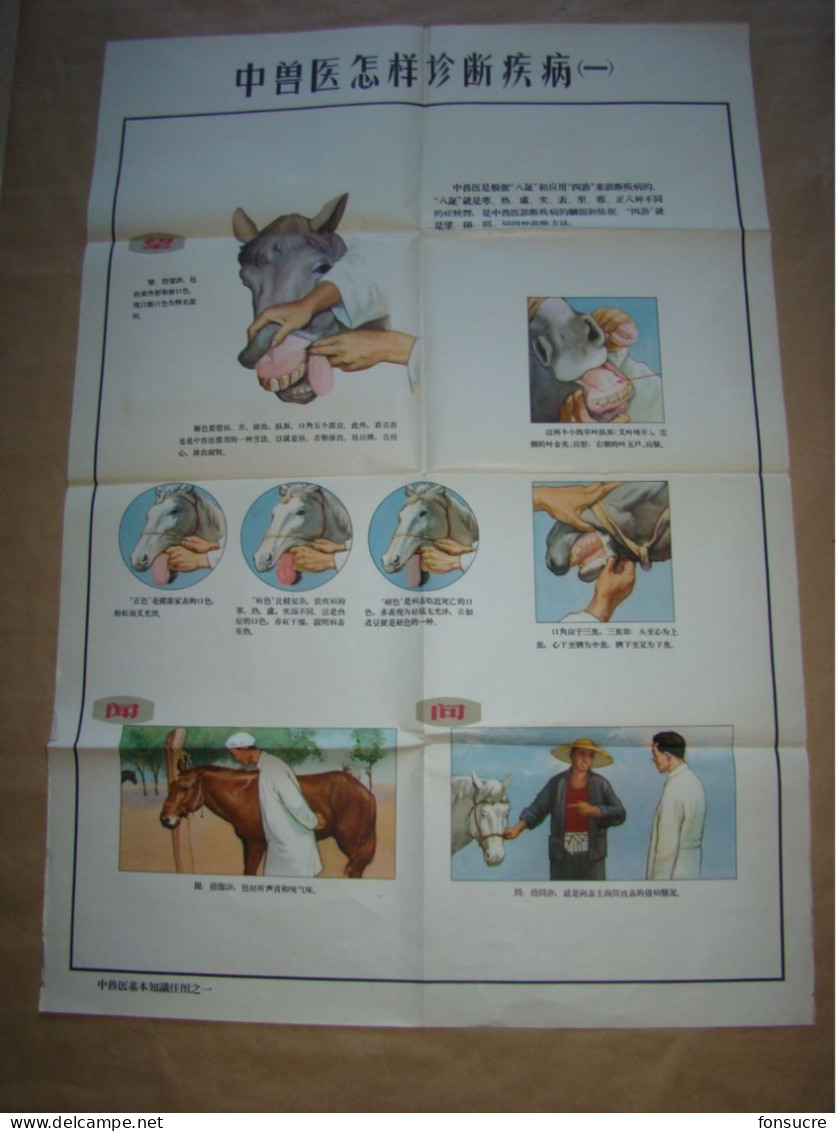 Rare Pochette de 5 Planches Anatomiques Points Méridiens Acupuncture Cheval Chevaux Médecine Chinoise - Chine 1965