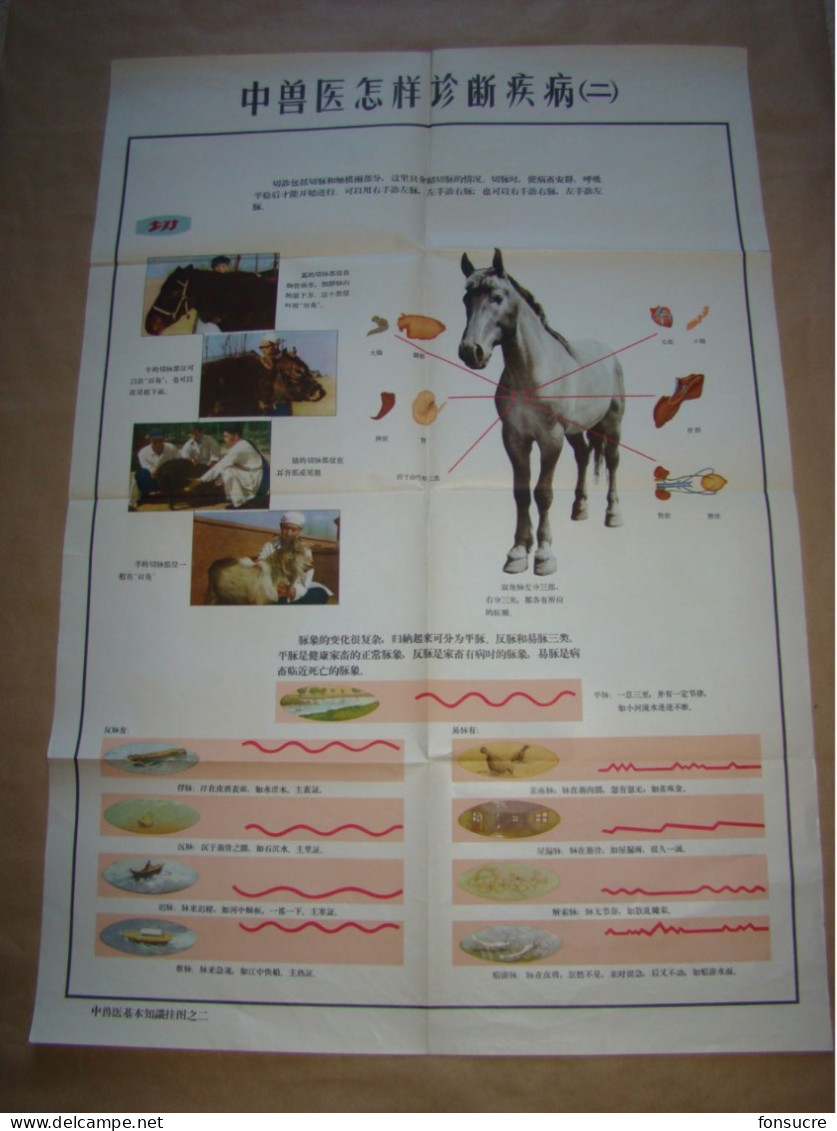 Rare Pochette de 5 Planches Anatomiques Points Méridiens Acupuncture Cheval Chevaux Médecine Chinoise - Chine 1965