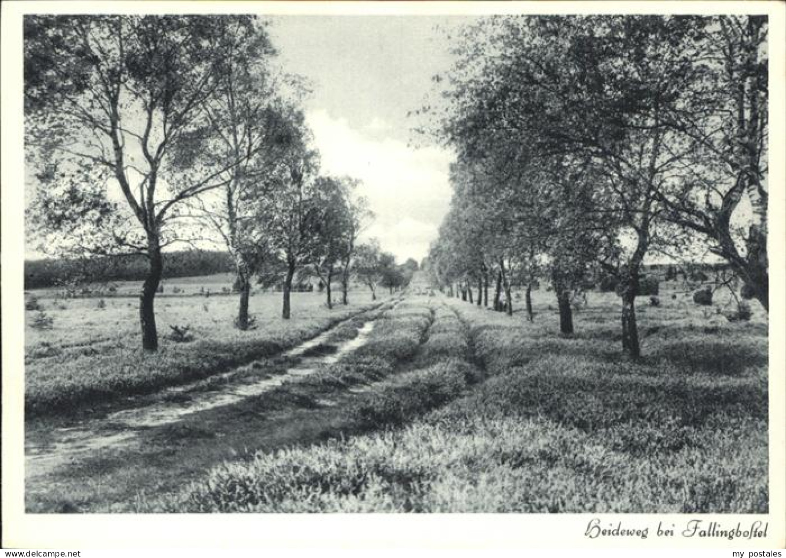 41325501 Lueneburger Heide Heideweg Bei Fallingbostel Lueneburger Heide - Walsrode