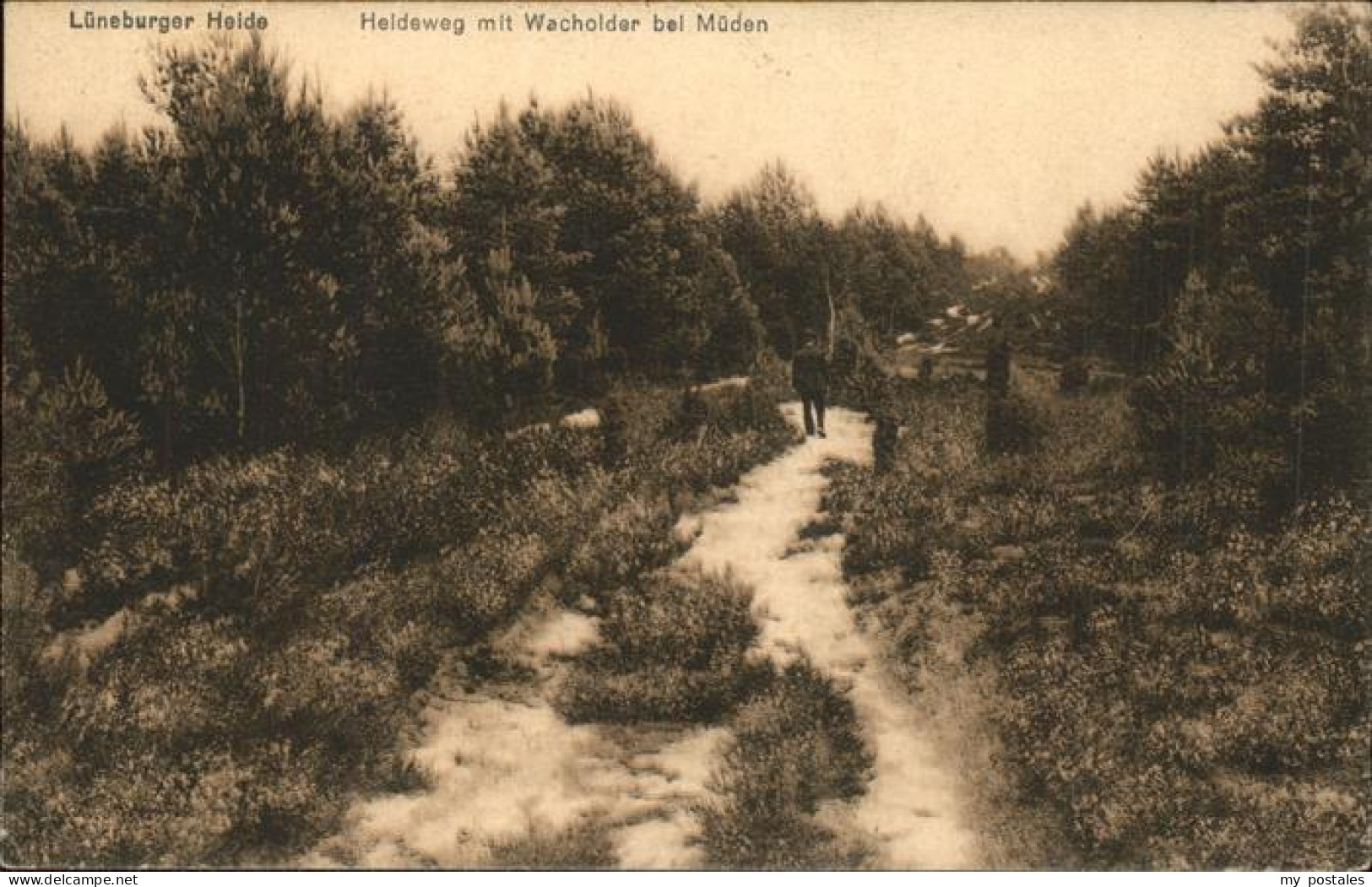 41325478 Lueneburger Heide Heideweg Mit Wacholder Bei Mueden Lueneburger Heide - Walsrode