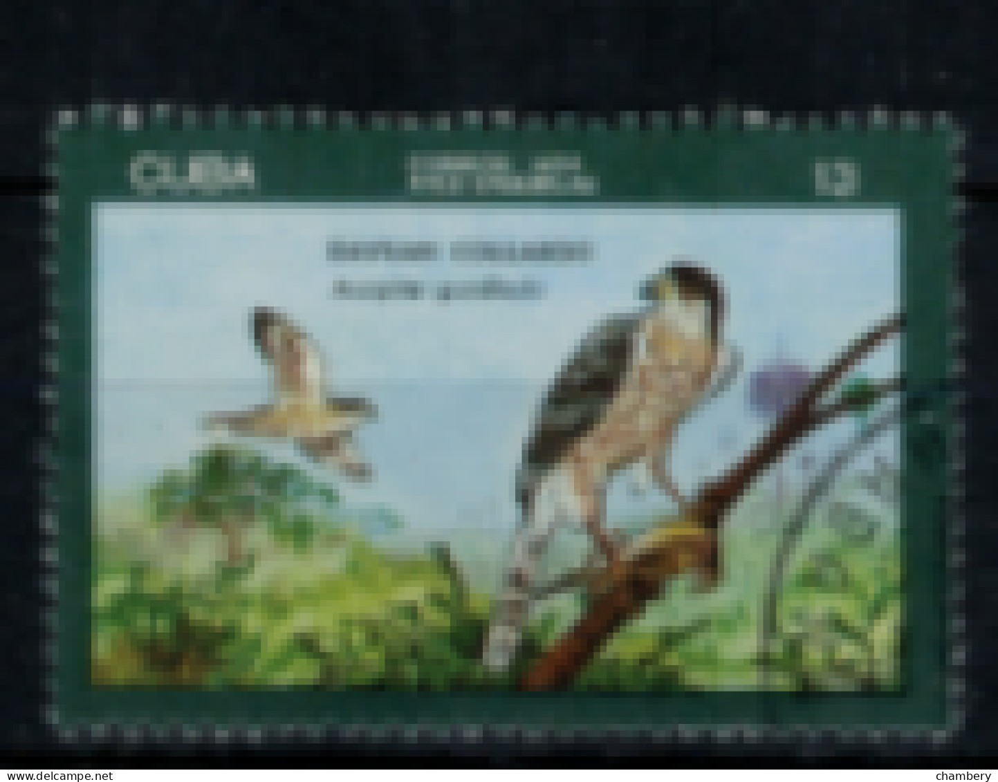 Cuba - "Oiseaux De Cuba : Accipitre Gundlach" - Oblitéré N° 1942 De 1976 - Gebruikt