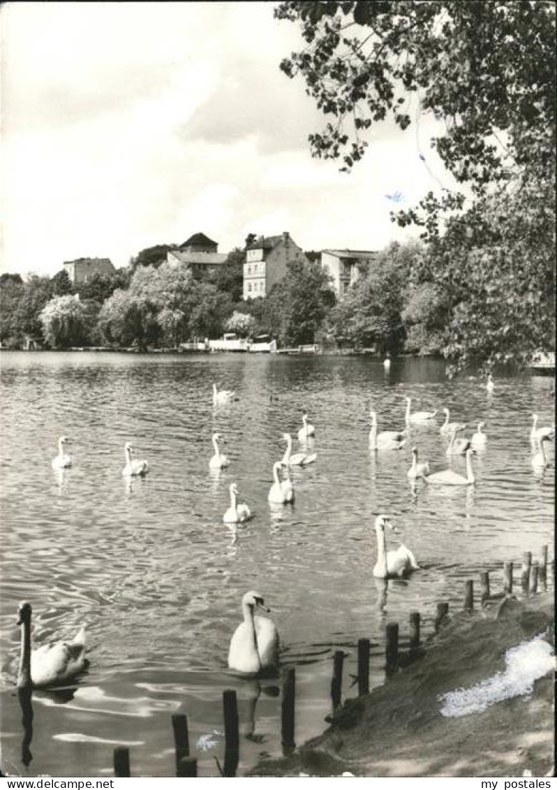 41534281 Strausberg Brandenburg Schwaene Am Straussee Strausberg - Strausberg