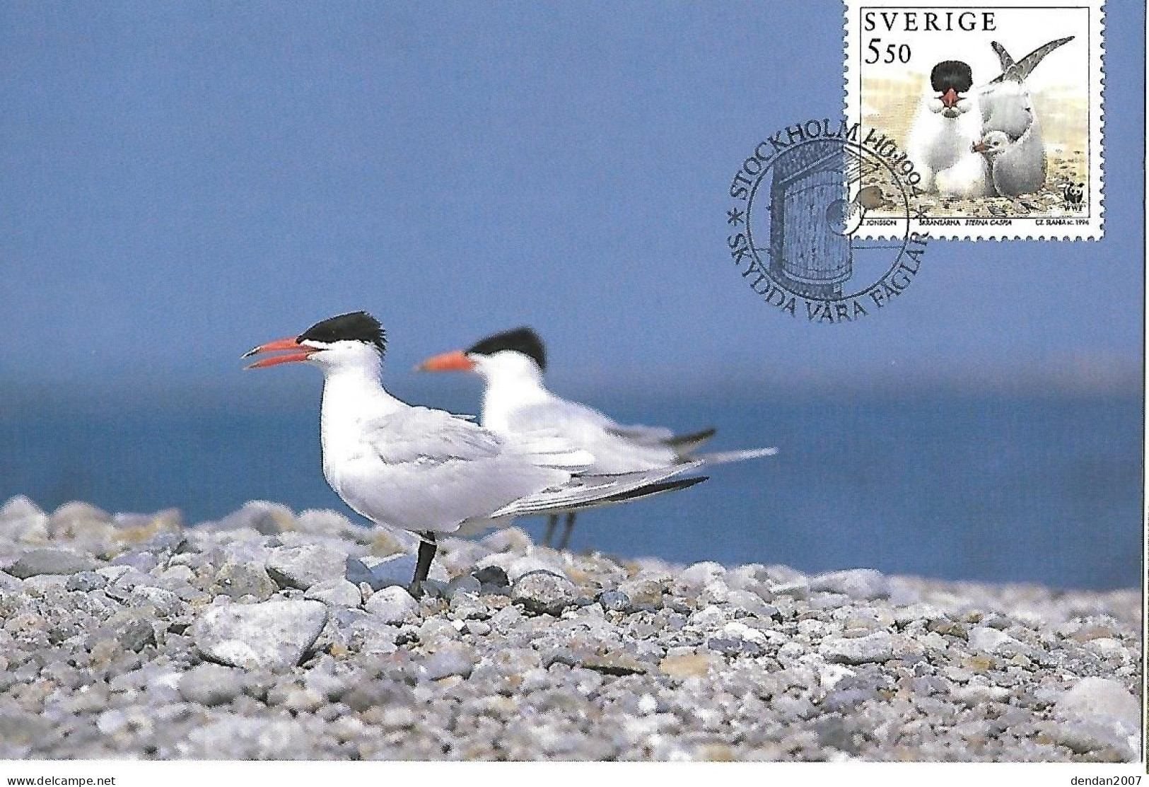 Sweden - Maximum Card 1994 :   Caspian Tern  -  Hydroprogne Caspia - Seagulls