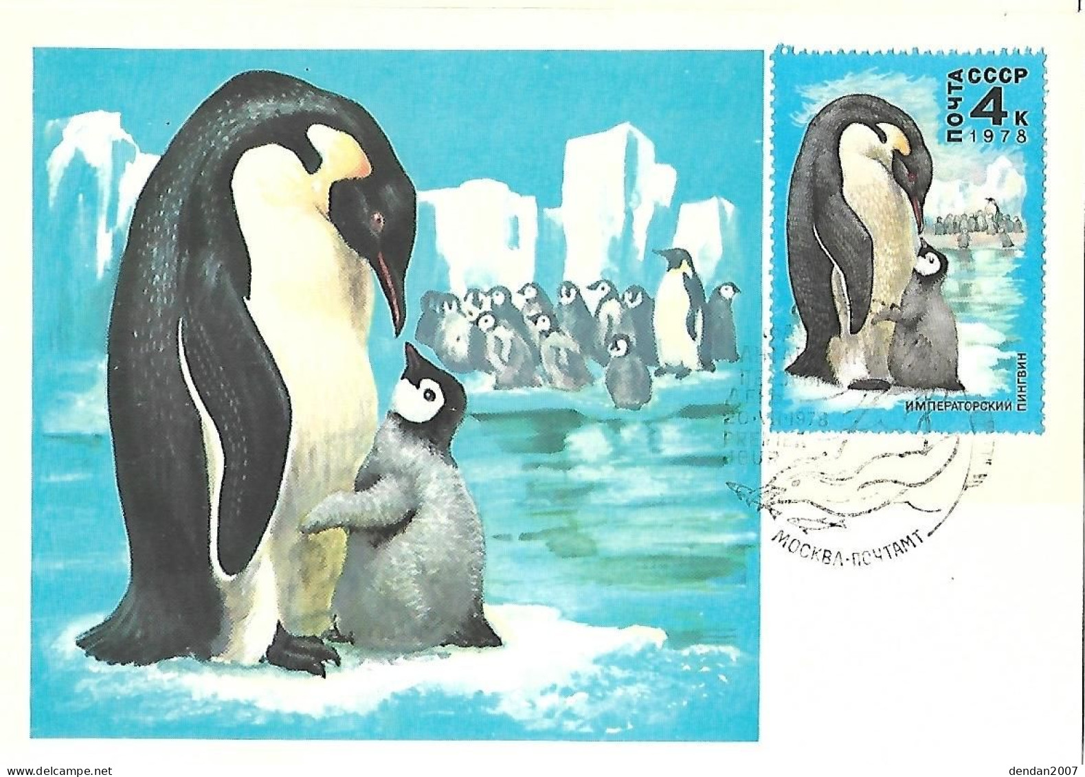 Russia CCCP - Maximum Card 1978 :  Emperor Penguin  -  Aptenodytes Forsteri	 (chicks) - Pingouins & Manchots