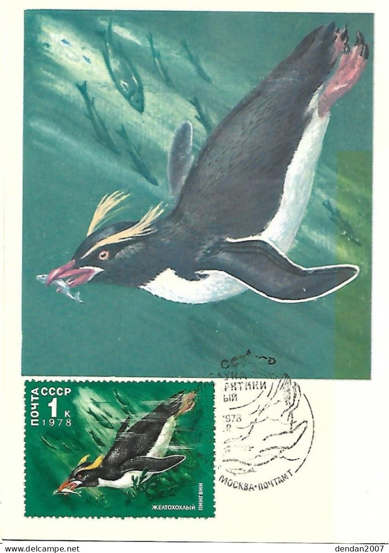 Russia CCCP - Maximum Card 1978 :  Snares Penguin  - Eudyptes Robustus - Pinguini