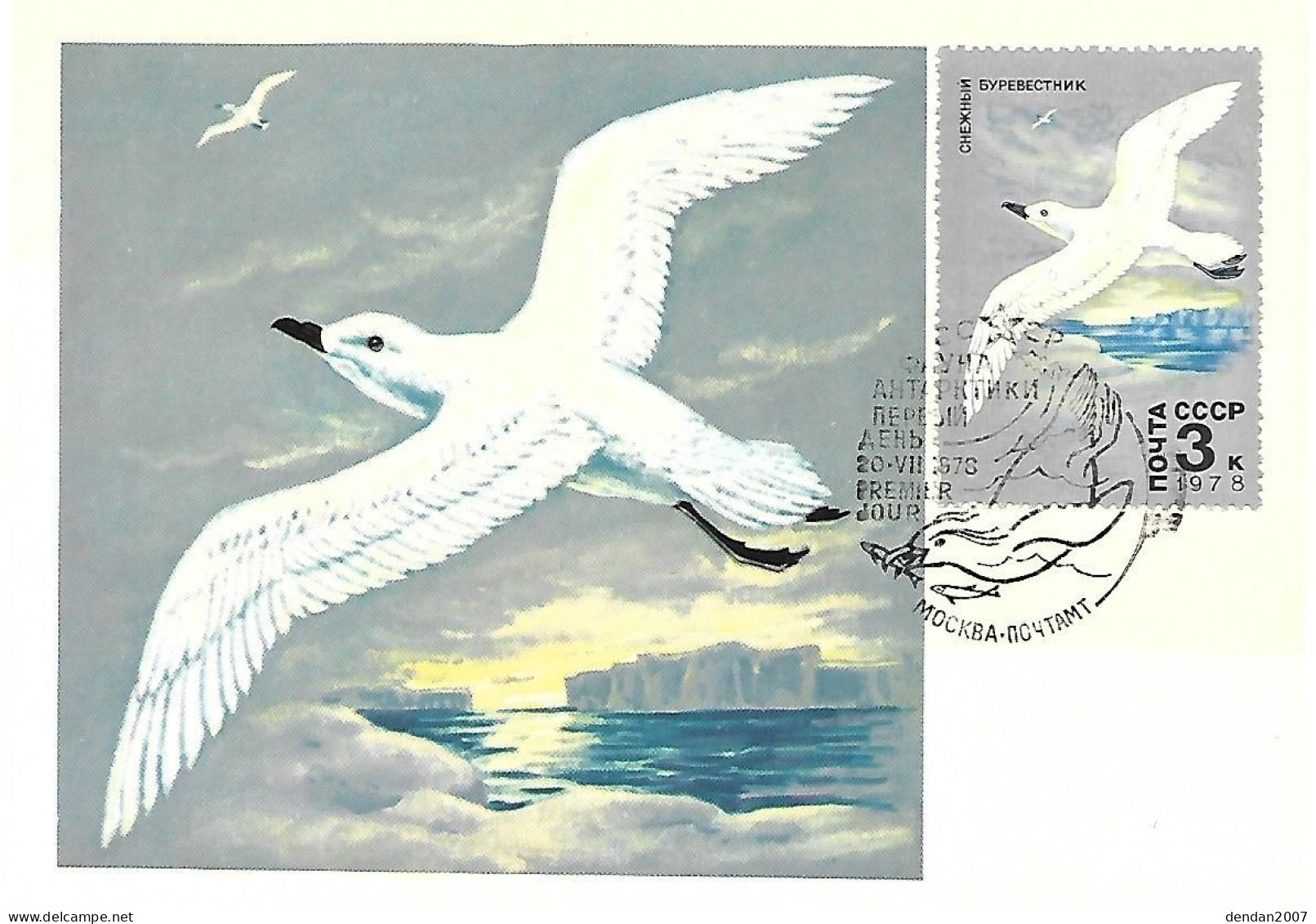 Russia CCCP - Maximum Card 1978 :   Snow Petrel  -  Pagodroma Nivea - Albatros
