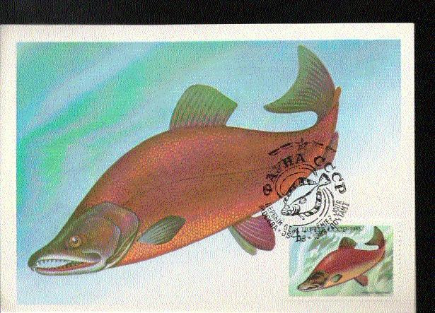 RUSSIE CARTE MAXIMUM NUM.YVERT 5017 NERKA ROUGE POISSON - Cartes Maximum