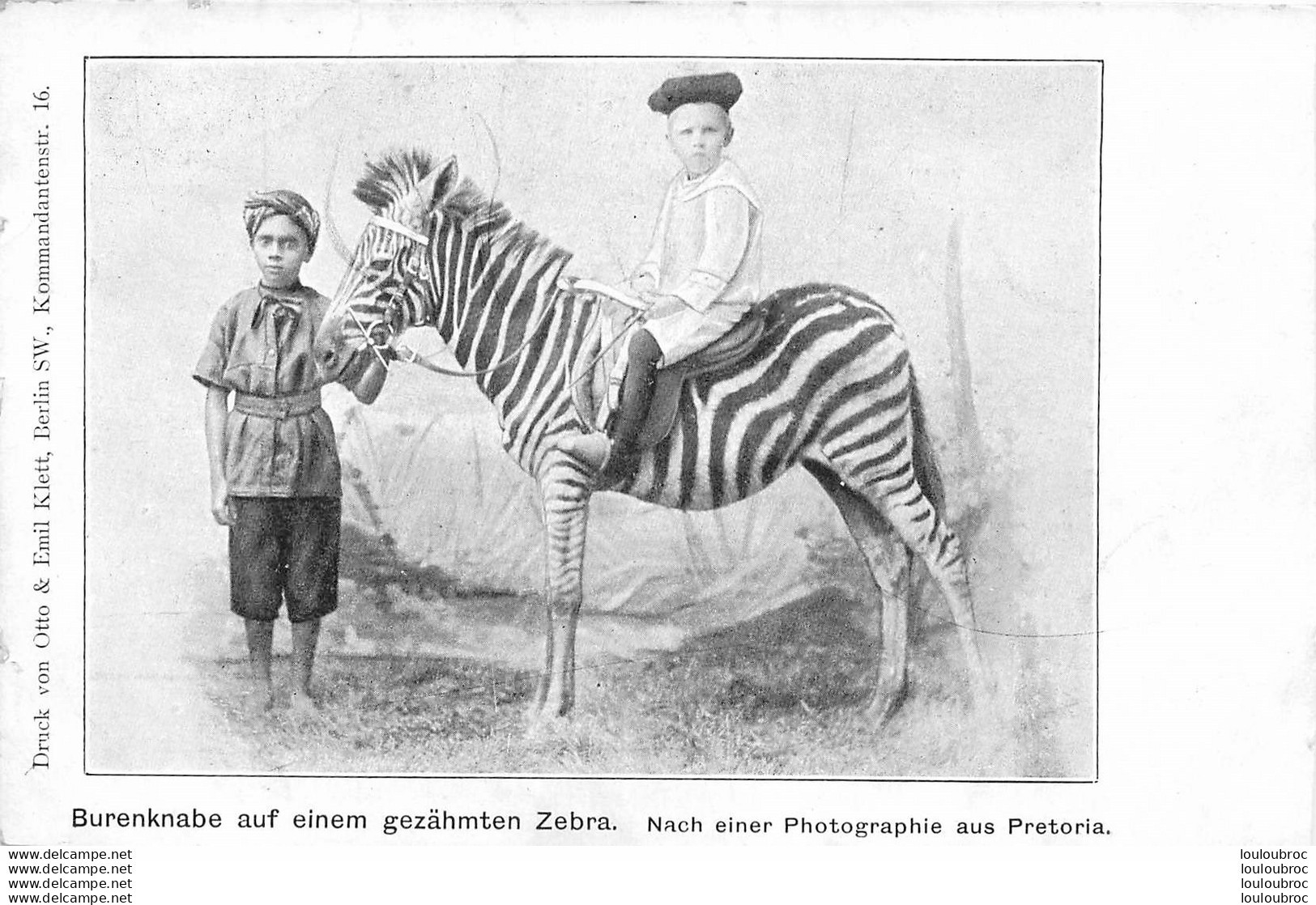 PRETORIA BURENKNABE AUF EINEM GEZÄHMTEN ZEBRA  NACH EINER PHOTOGRAPHIE AUS PRETORIA - South Africa