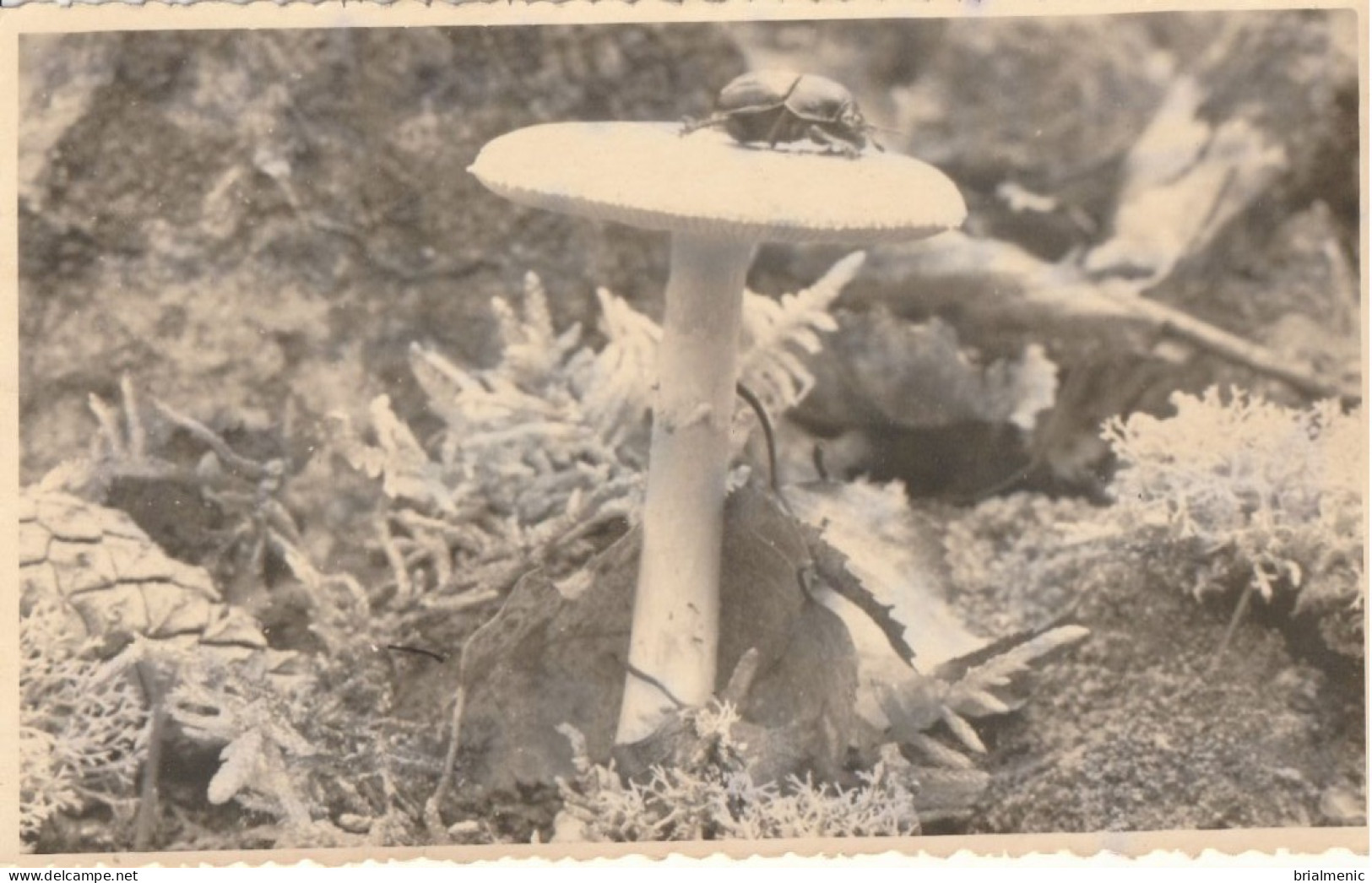 Carte Photo D'un Champignon à Identifier Avec Insecte - Champignons