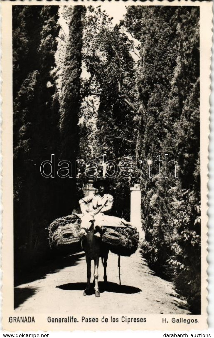 ** T1/T2 Granada, Generalife, Paseo De Los Cipreses / Promenade, Cypresses, Donkey Rider, Photo - Ohne Zuordnung