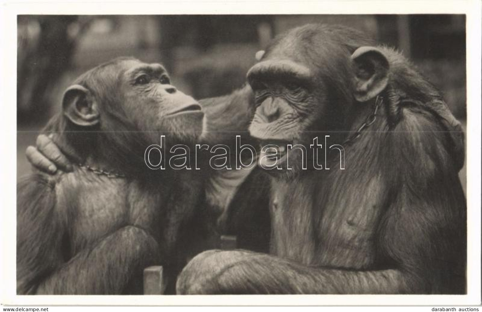 ** T1 Barátkozás, Kiadja Budapest Székesfőváros állat- és Növénykertje / Chimpanzee Friendship, Budapest Zoo - Non Classés