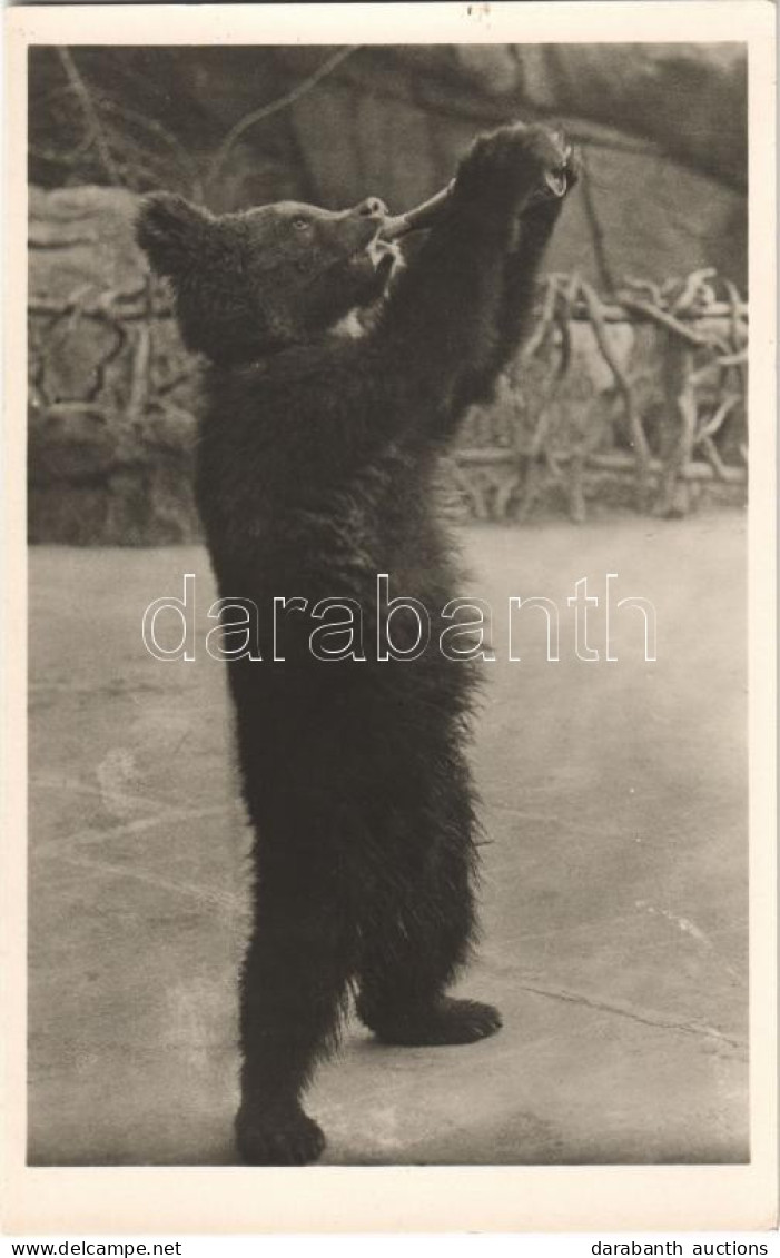 ** T1 A Szomjas Mackó, Kiadja Budapest Székesfőváros állat- és Növénykertje / Bear Drinking From A Bottle, Humour, Budap - Non Classés