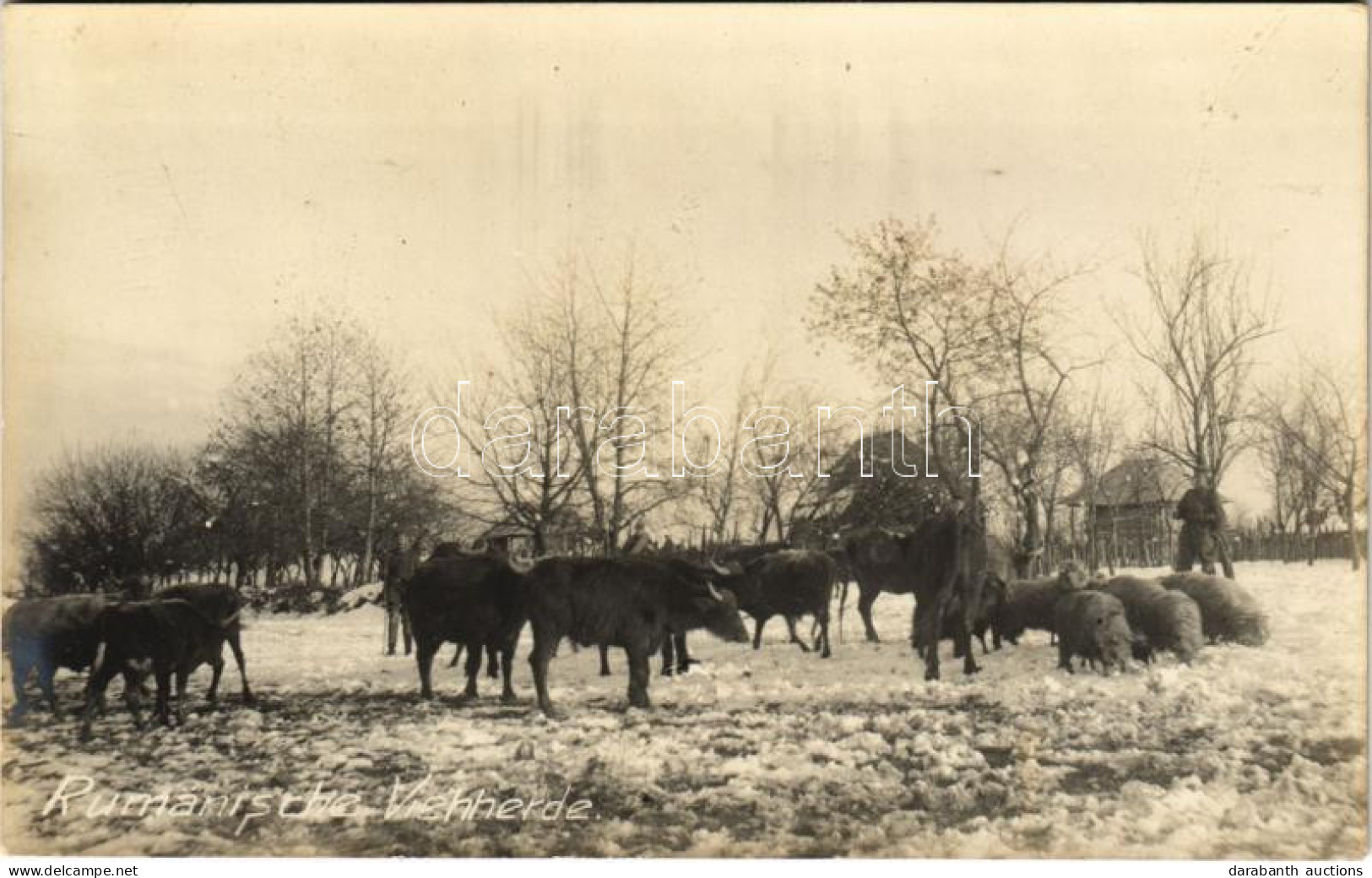 ** T2 Rumänische Viehherde / Román Marhacsorda / Romanian Herd Of Cattle, Folklore. Photo - Unclassified