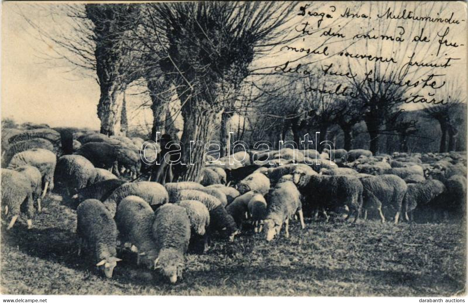 * T2/T3 Birkanyáj / Flock Of Sheep (EK) - Non Classés