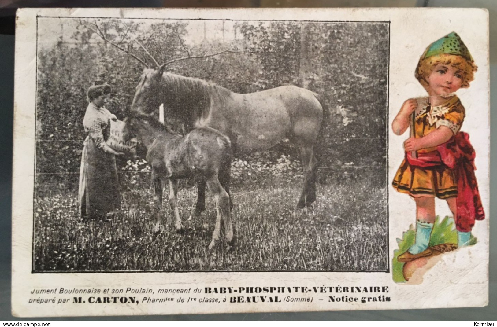 Beauval - Jument Boulonnaise Et Son Poulain Mangeant Du Baby Phosphate Vétérinaire Préparé Par M. Carton, Pharmacien - Beauval