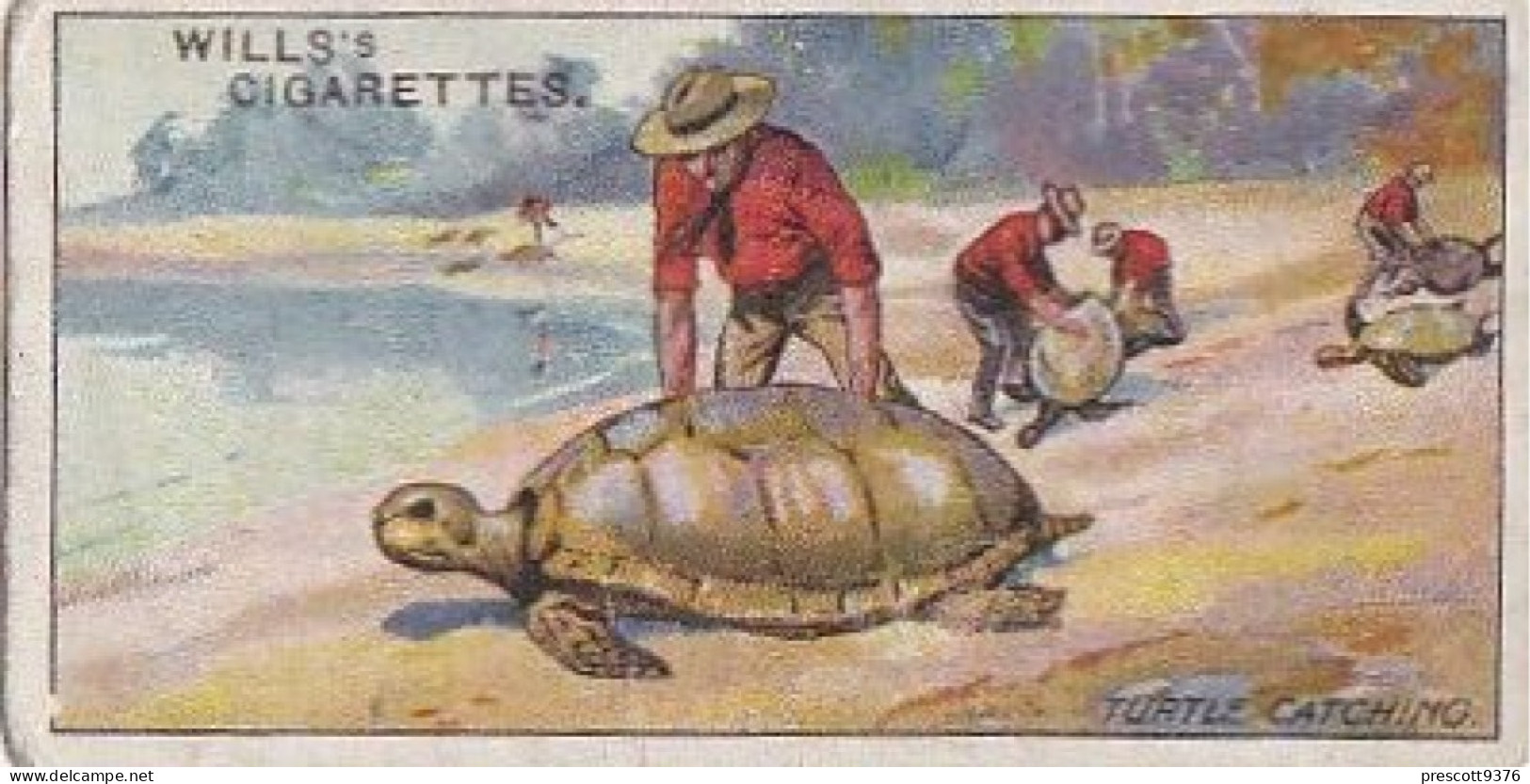 46 Turtle Catching  - Australia O/S Dominions 1915 -  Wills Cigarette Card -   - Antique - 3x7cms - Wills