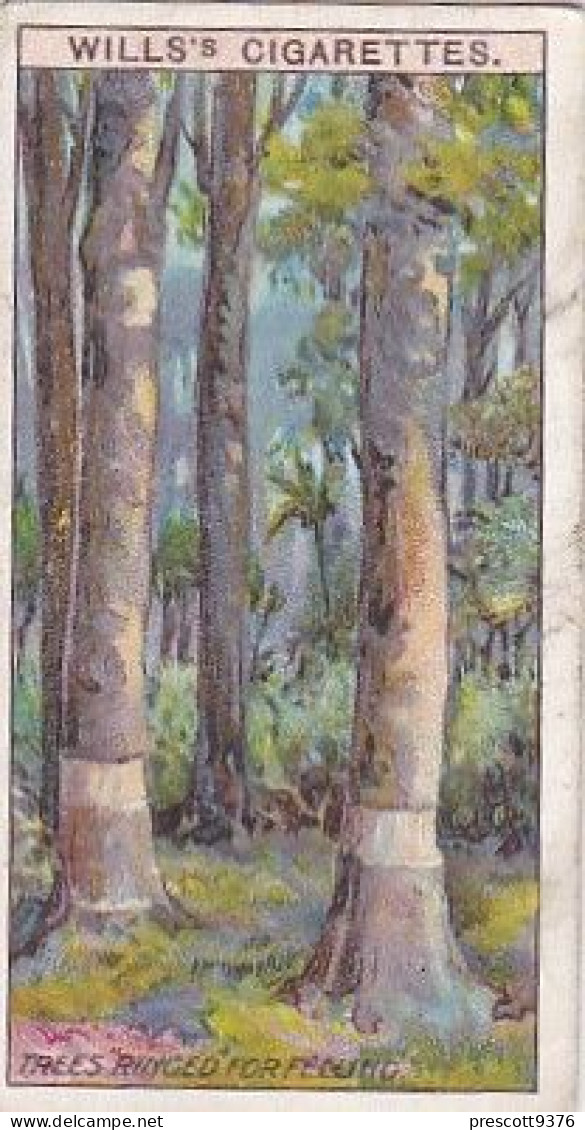 37 Trees Ringed For Felling  - Australia O/S Dominions 1915 -  Wills Cigarette Card -   - Antique - 3x7cms - Wills