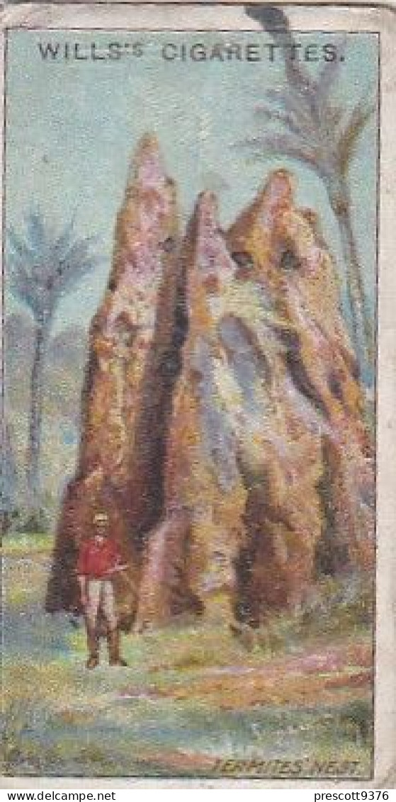 26 Termites Nest, Queensland  - Australia O/S Dominions 1915 -  Wills Cigarette Card -   - Antique - 3x7cms - Wills