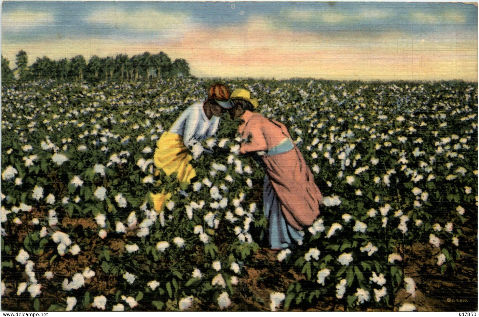 Cotton Field - Autres & Non Classés