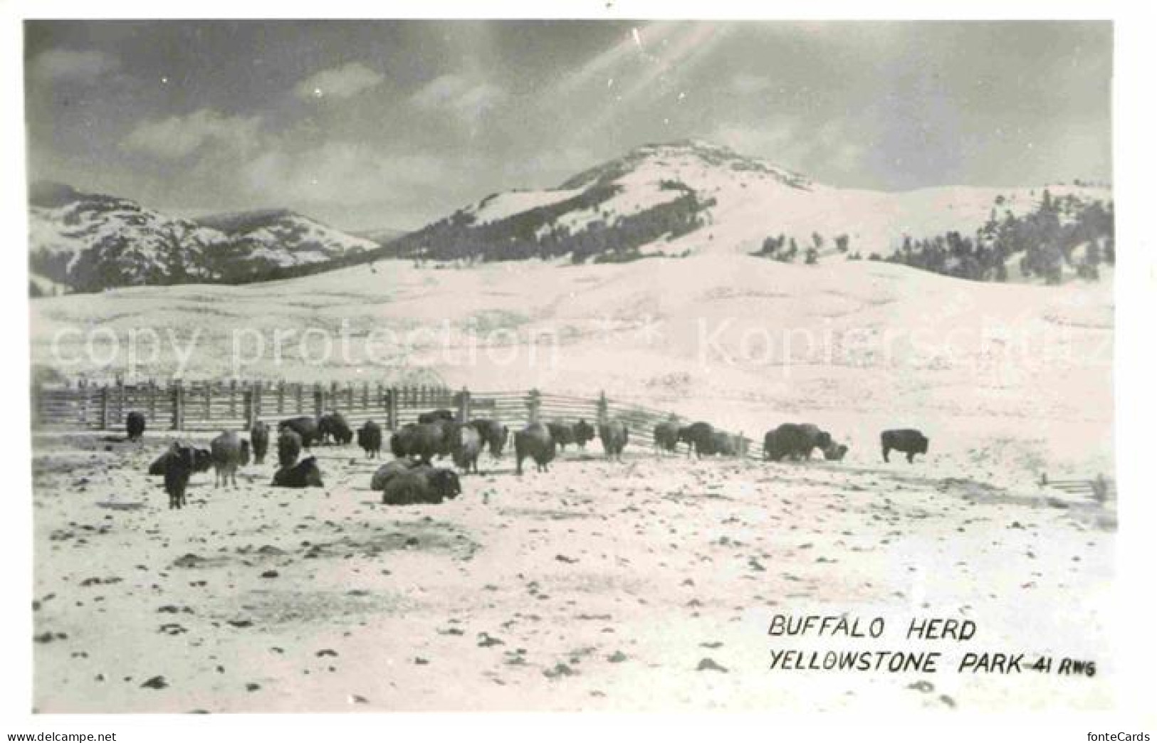 72715881 Yellowstone_National_Park Buffalo Herde Im Winter - Altri & Non Classificati