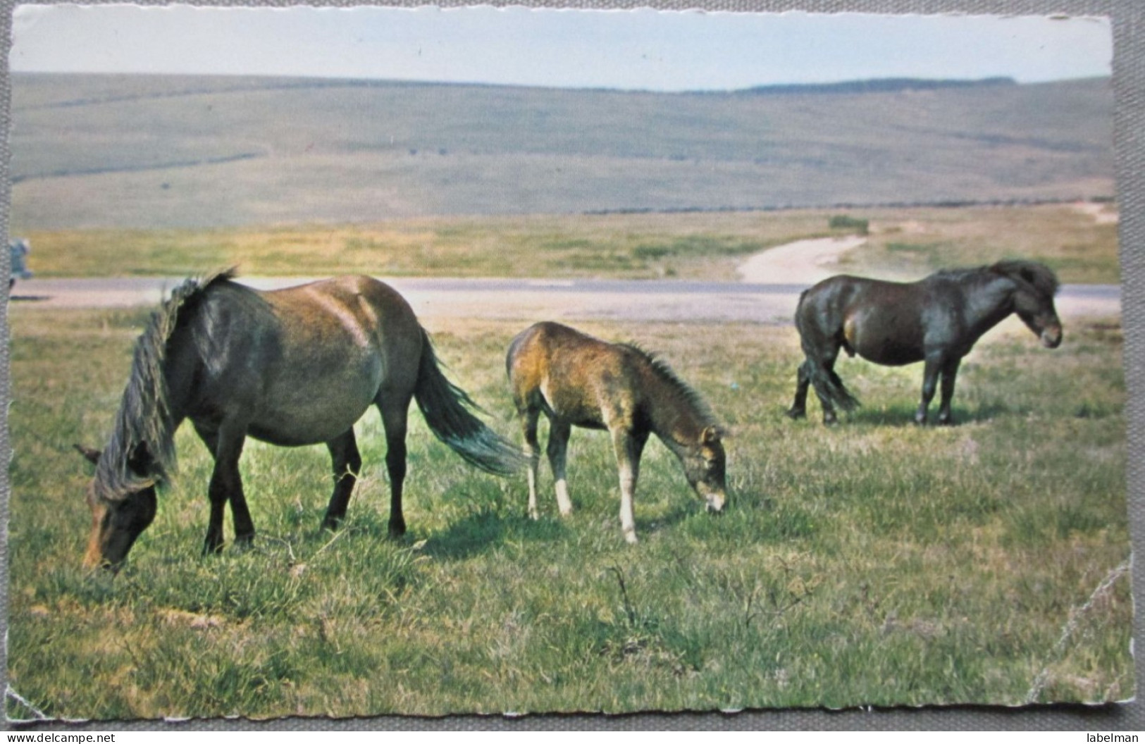 ENGLAND UK UNITED KINGDOM NEW FOREST POPNIES KARTE CARD POSTKARTE POSTCARD ANSICHTSKARTE CARTOLINA CARTE POSTALE - Collections & Lots