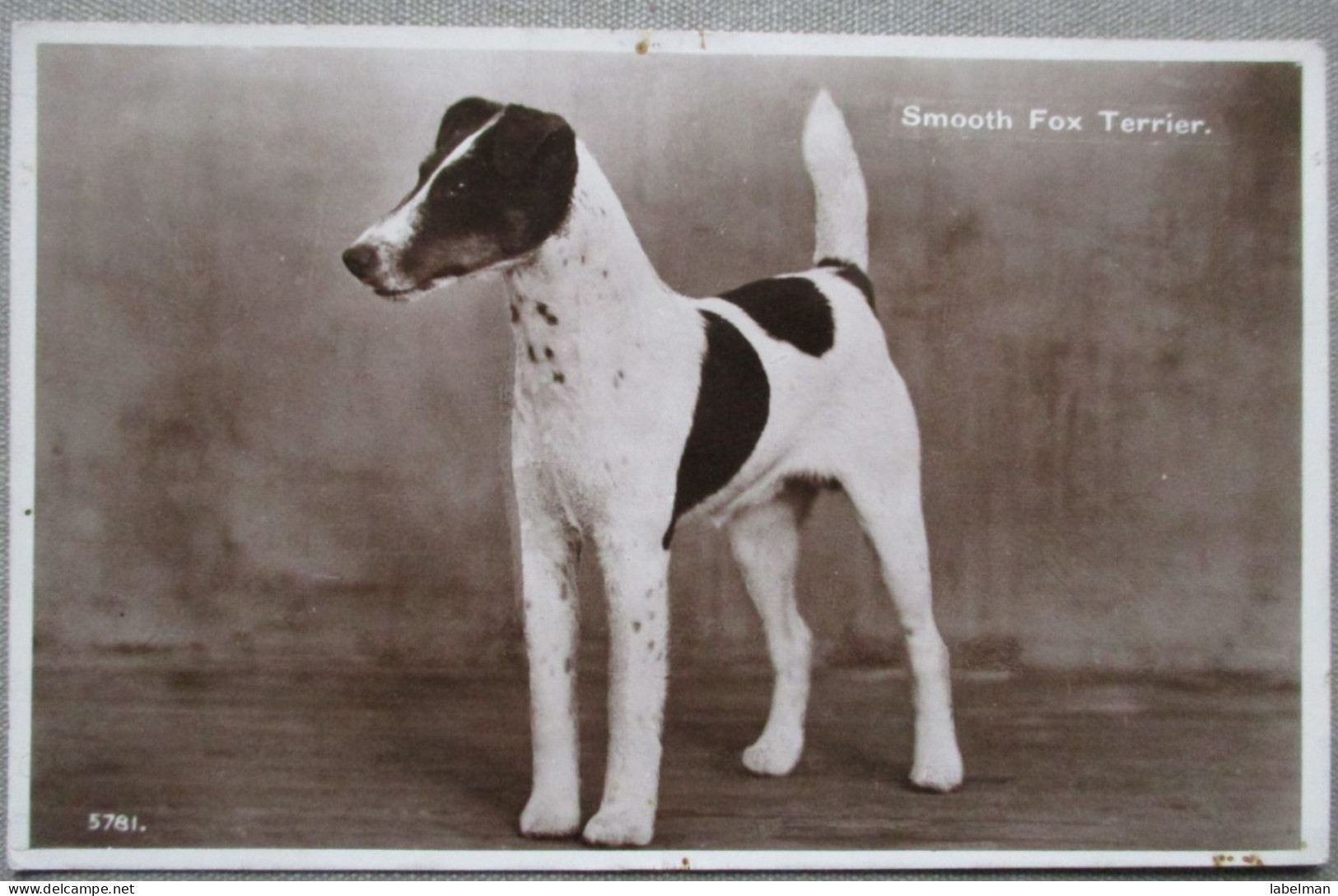 ENGLAND UK UNITED KINGDOM SMOOTH FOX TERRIER DOG KARTE CARD POSTKARTE POSTCARD ANSICHTSKARTE CARTOLINA CARTE POSTALE - Sammlungen & Sammellose