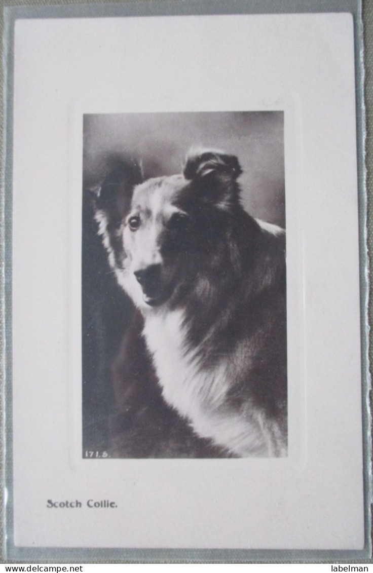 ENGLAND UK UNITED KINGDOM SCOTCH COLLIE DOG KARTE CARD POSTKARTE POSTCARD ANSICHTSKARTE CARTOLINA CARTE POSTALE - Colecciones Y Lotes