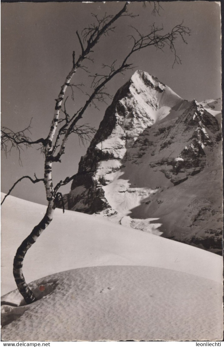 Mürren Winterlandschaft Mit Eiger, ° MIL.SAN.ANSTALT Interlaken Feldpost, M.S.A .Interlaken II. Sektion Augenabteilung - Mürren