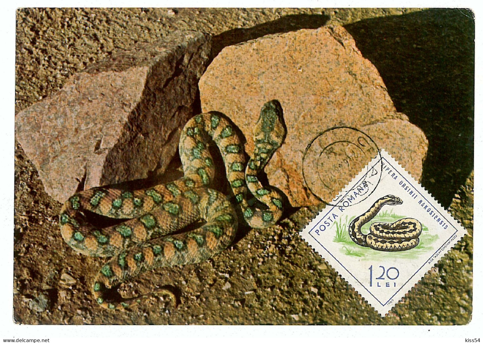 MAX 39 - 1108 SNAKE, Romania - Maxicard - 1968 - Serpents