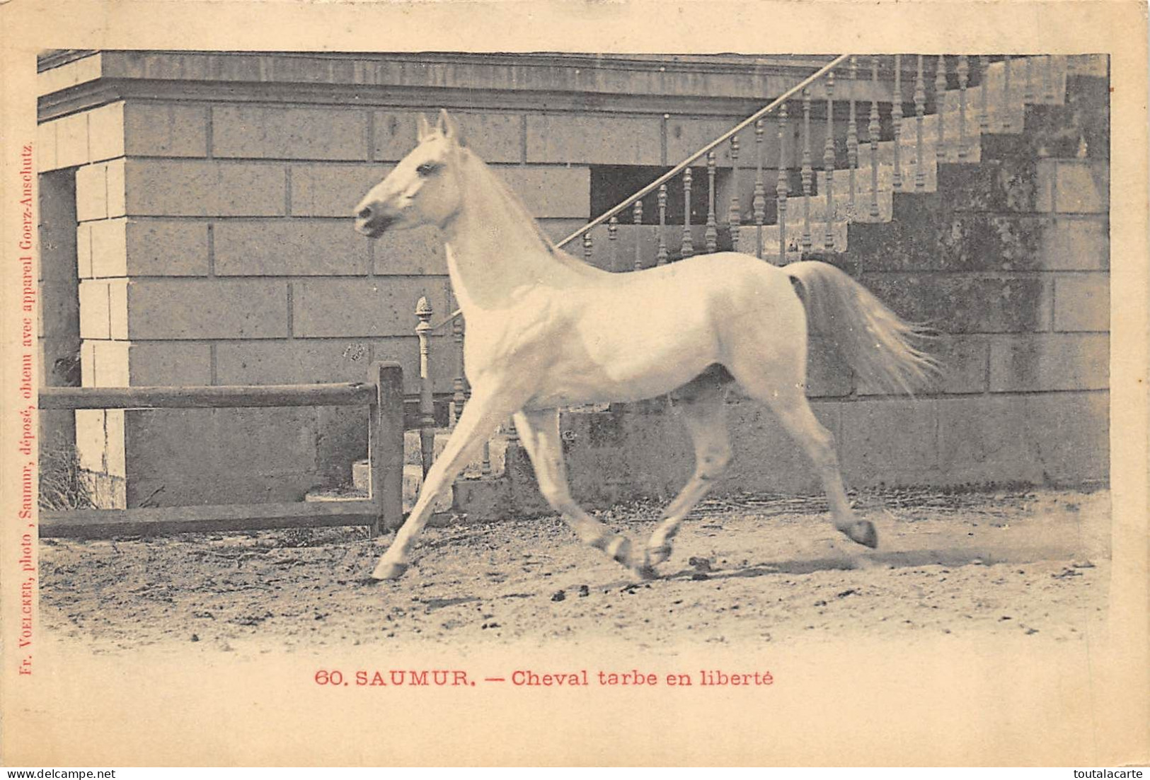 CPA 49 SAUMUR CHEVAL TARBE EN LIBERTE - Saumur