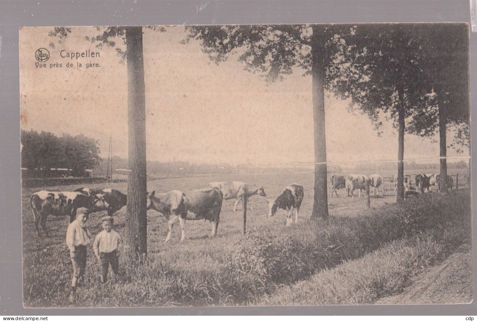 CPA Capellen   1910    Vaches - Kapellen