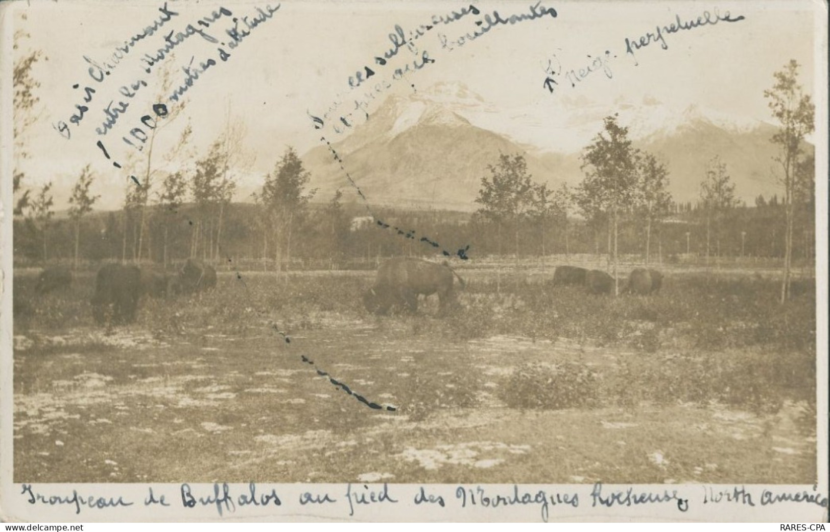 AMERIQUE - NEW YORK - CPA Photo - Troupeau De BUFFALOS Au Pied Des Montagnes Rocheuses HORTH AMERICA - Buffalo