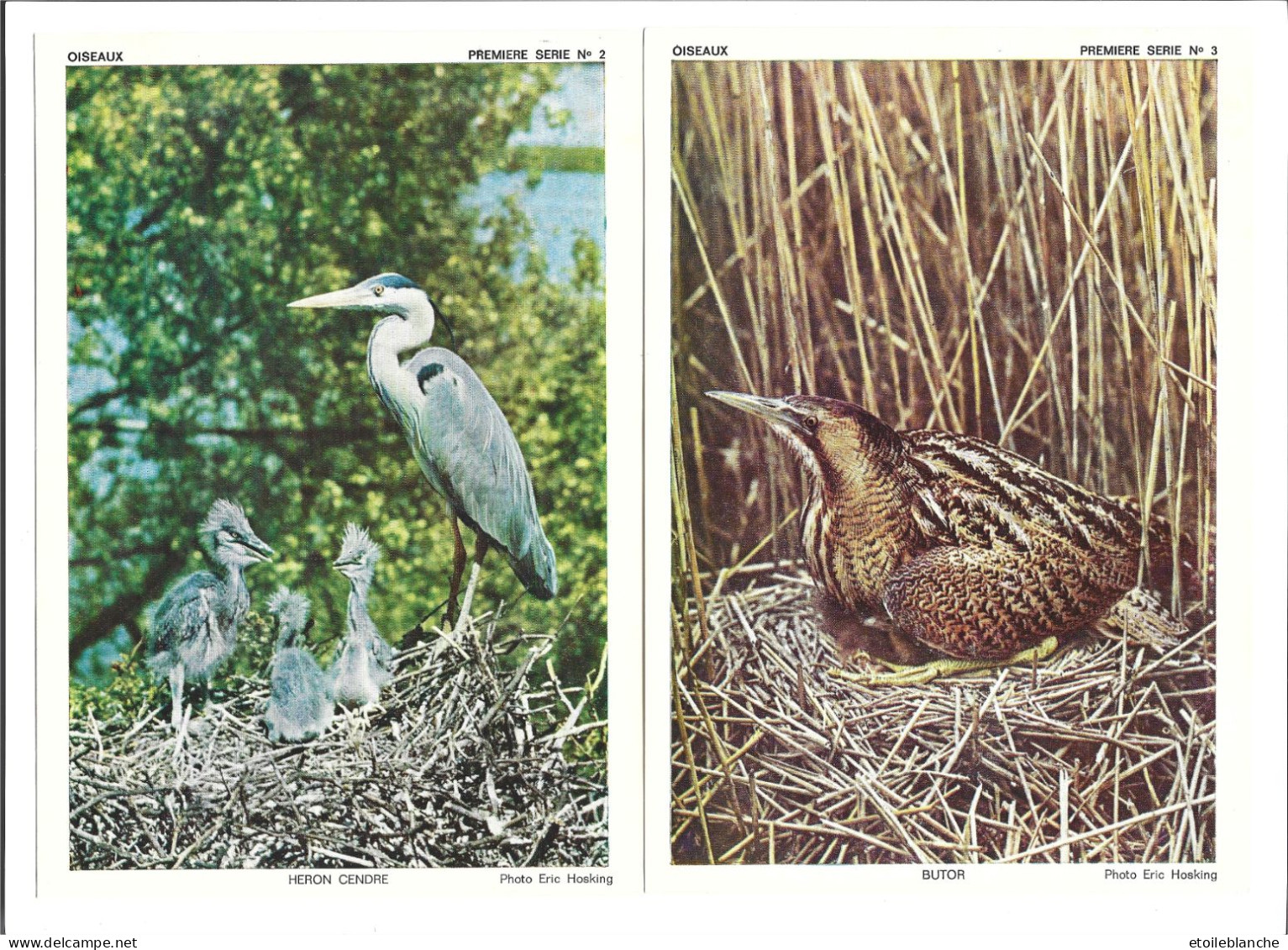 OISEAUX  Martin Pêcheur, épervier, Faisan, Héron ... Pochette 9 Photos, 1960 - Images Chèque Chic, Dardelet Grenoble - Europe