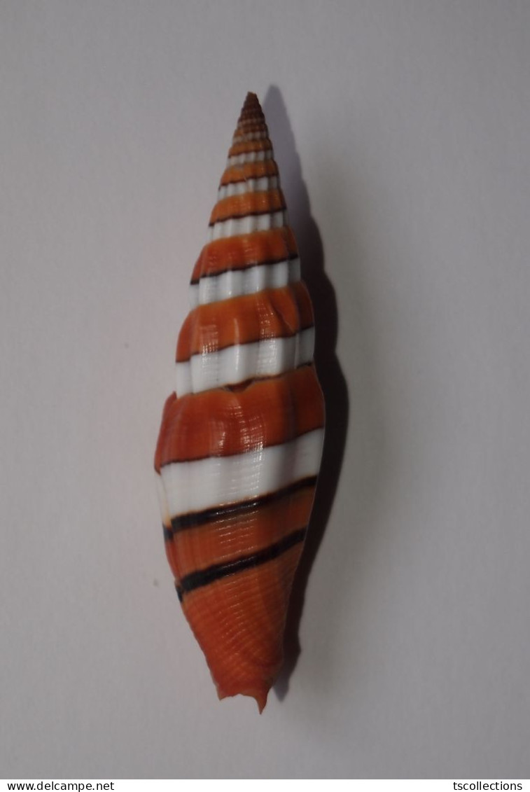 Vexillum Taeniatum - Seashells & Snail-shells