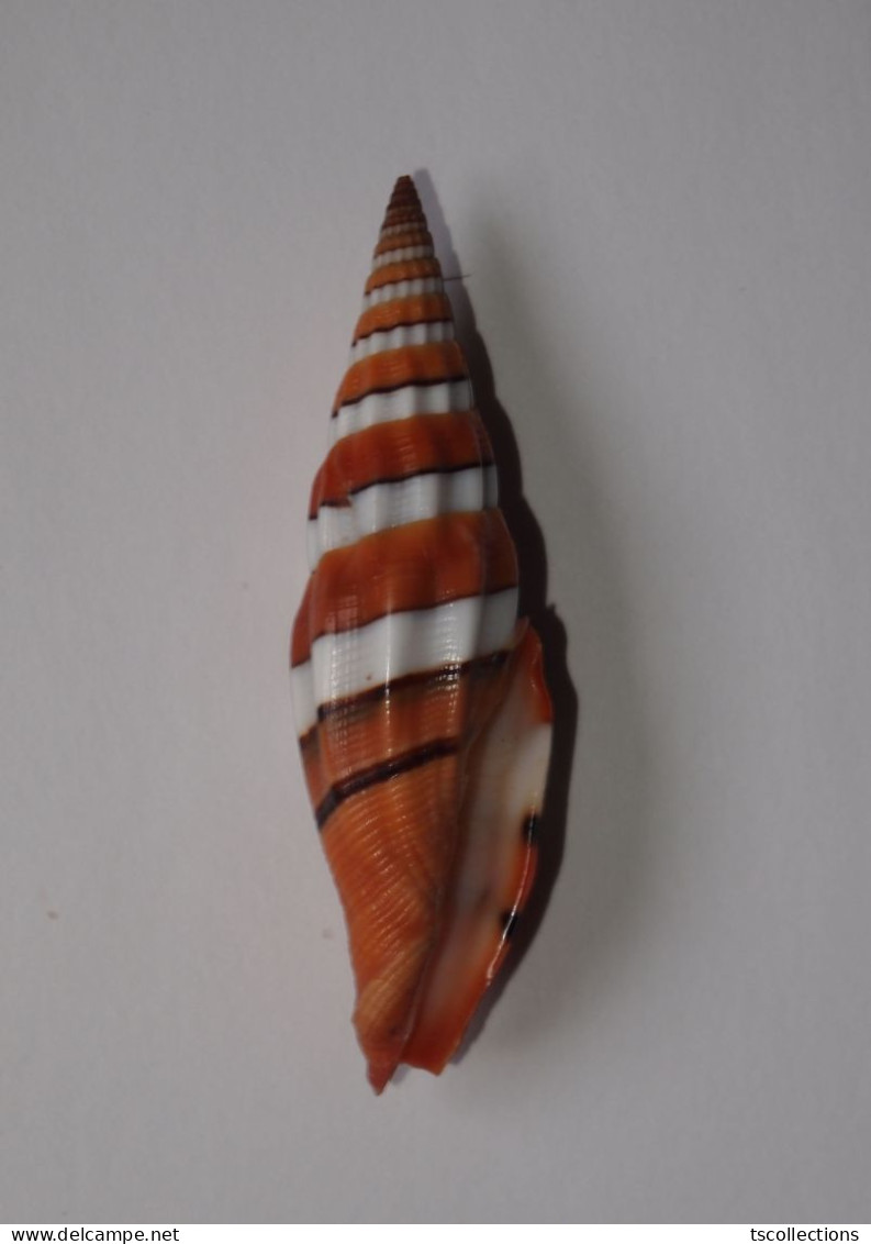 Vexillum Taeniatum - Seashells & Snail-shells