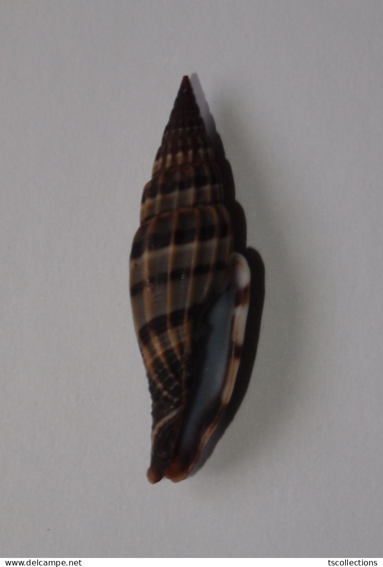 Vexillum Lyratum - Seashells & Snail-shells