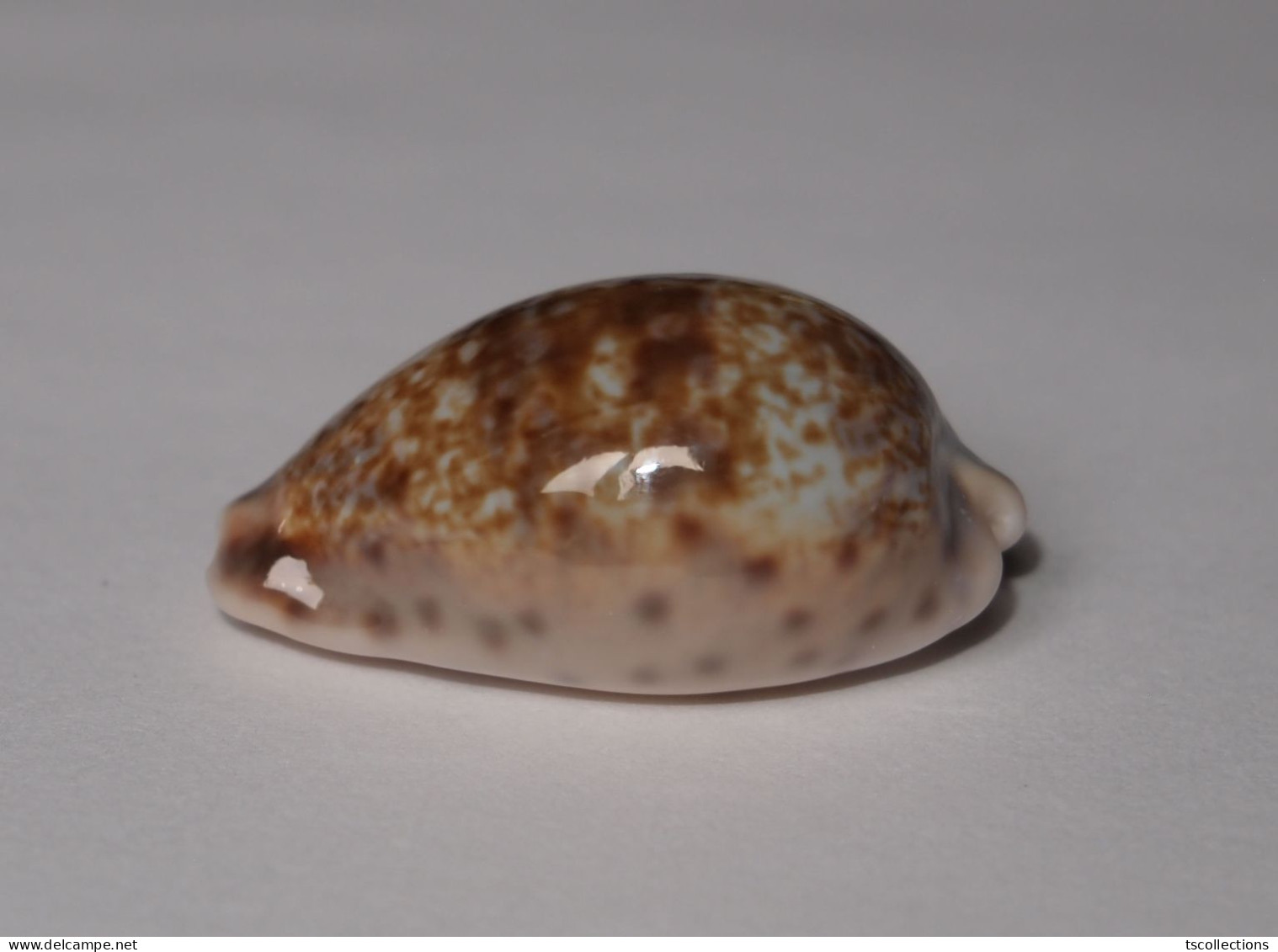 Cypraea Zonaria - Schelpen