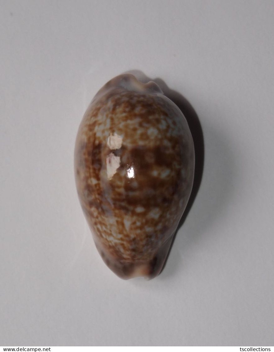 Cypraea Zonaria - Coquillages