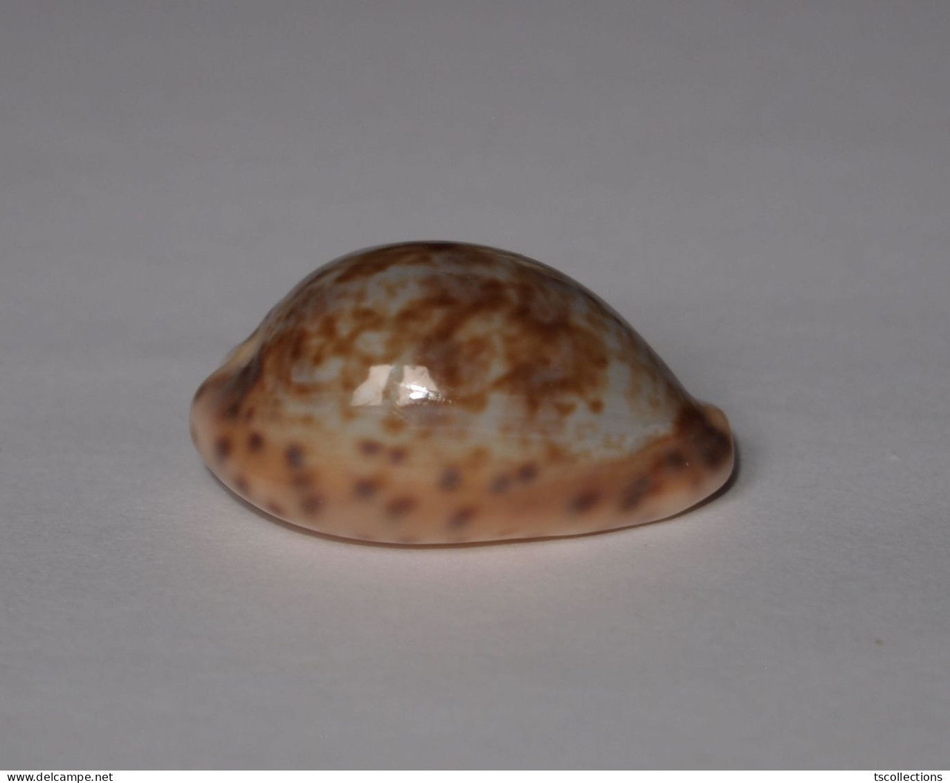 Cypraea Gambiensis - Coquillages