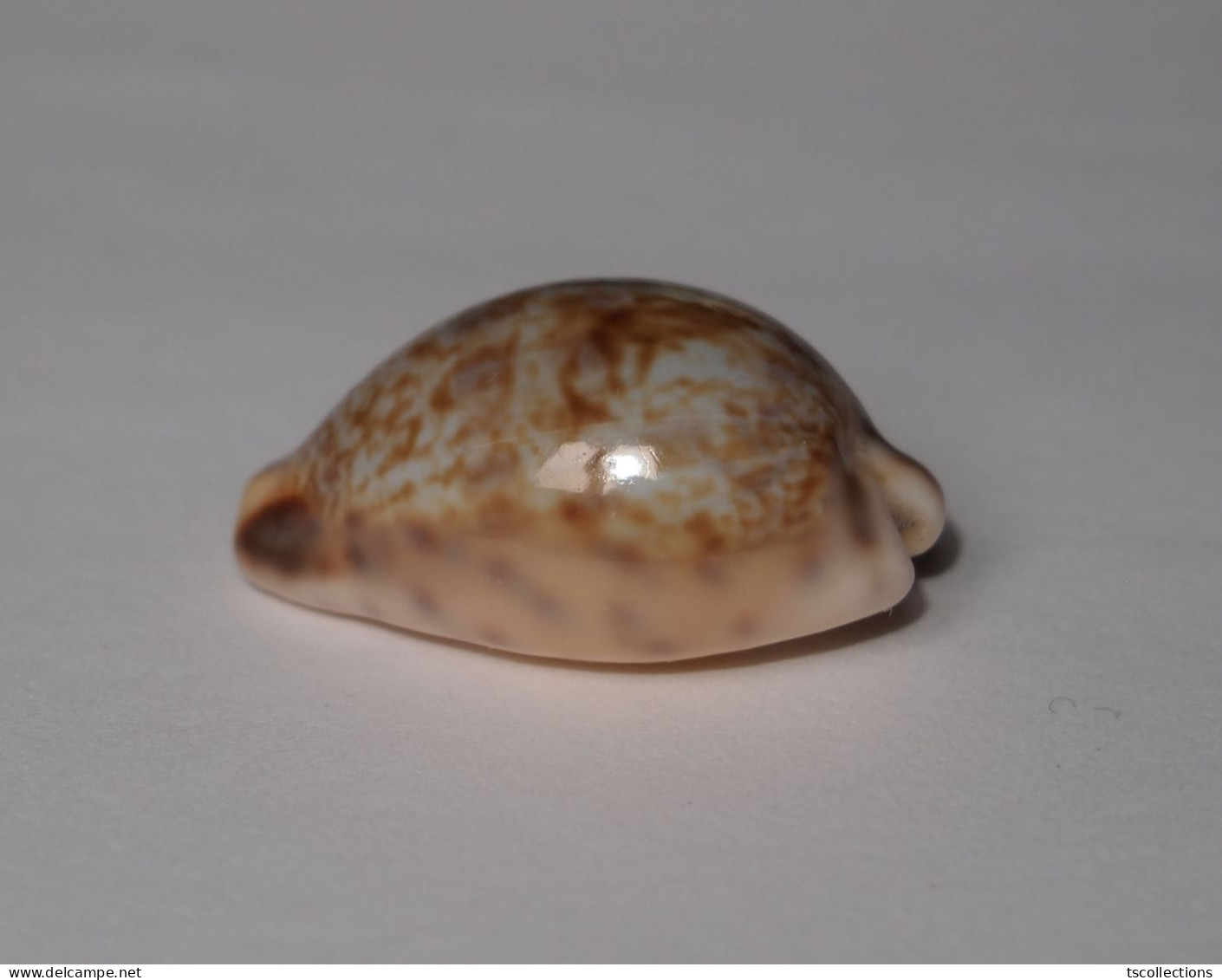 Cypraea Gambiensis - Coquillages